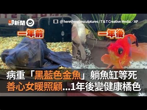 黑牡丹金魚壽命|黑牡丹金魚養殖懶人包